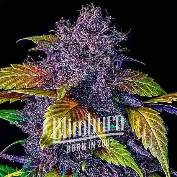 Purple Lemonade Auto (Blimburn Seeds) feminisiert