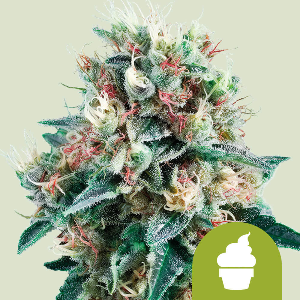 Royal Creamatic Auto (Royal Queen Seeds)