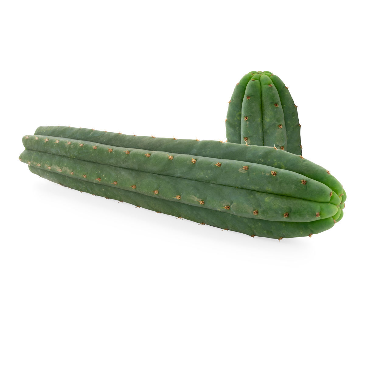 monstera adasonii Monstera adansonii - Philodendron Monkey Mask Houseplants | Hortology main image 0