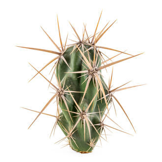 Opuntia invicta (Grusonia invicta) Opuntia invicta (Grusonia invicta)