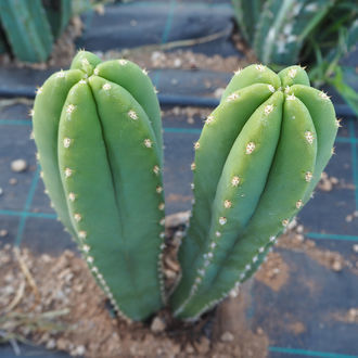 San Pedro XL (Echinopsis pachanoi)