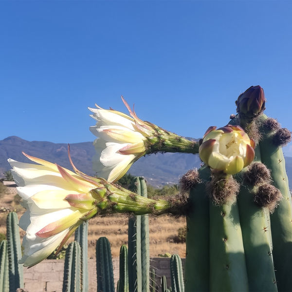 San Pedro XL (Echinopsis pachanoi)