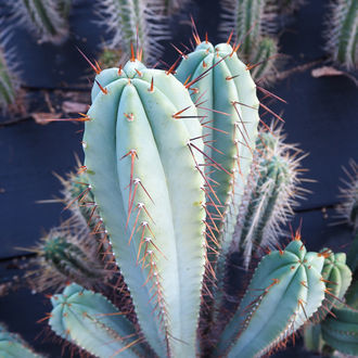 Bolivian Torch XL (Echinopsis lageniformis)