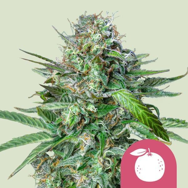 California Orange Feminisiert (Royal Queen Seeds)