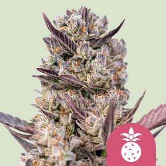 Tropicana Cookies Purple (Royal Queen Seeds) feminisiert Tropicana Cookies Purple (Royal Queen Seeds) feminisiert