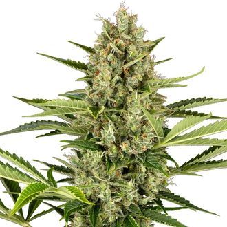 Jack Herer Automatic (Sensi Seeds) feminisiert Jack Herer Automatic (Sensi Seeds) feminisiert