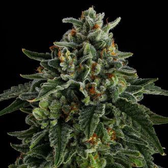 Jet Puft (Compound Genetics) feminisiert Jet Puft (Compound Genetics) feminisiert