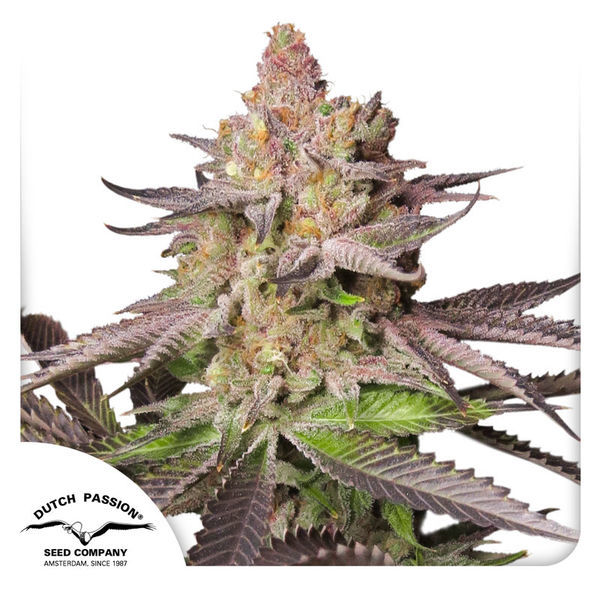 Melonade Runtz (Dutch Passion) feminisiert