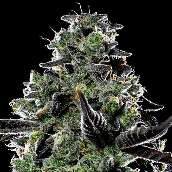 Violet Face Auto (Anesia Seeds) feminisiert