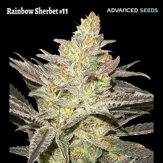 Rainbow Sherbet #11 (Advanced Seeds) feminisiert