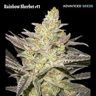 Rainbow Sherbet #11 (Advanced Seeds) feminisiert