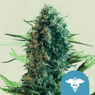 Royal Medic (Royal Queen Seeds) feminisiert Royal Medic (Royal Queen Seeds) feminisiert