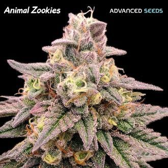 Animal Zookies (Advanced Seeds) feminisiert Animal Zookies (Advanced Seeds) feminisiert