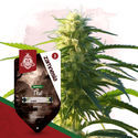 Landrace Pack - feminisierte Sorten
