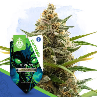 Galactic Delights Pack - Autoflowering Sorten