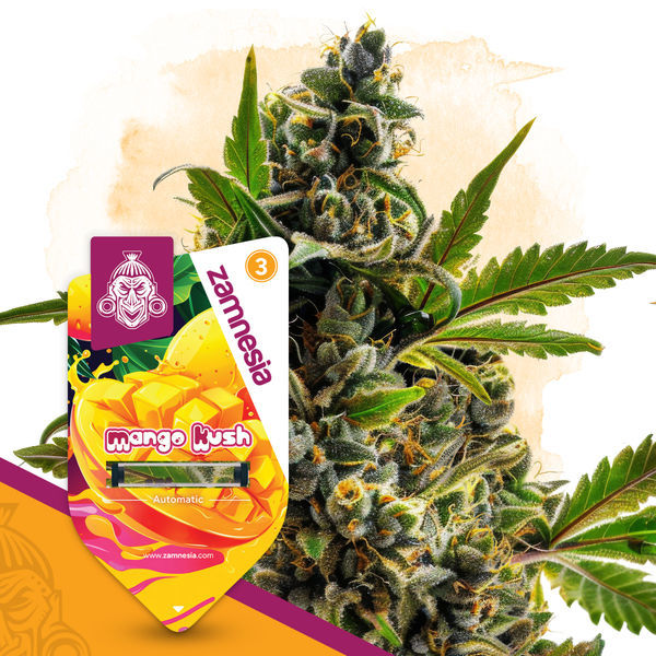 Club Tropicana Pack - autoflowering Sorten