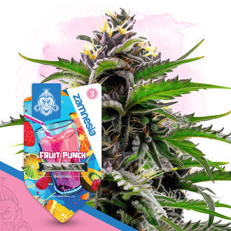 Club Tropicana Pack - autoflowering Sorten