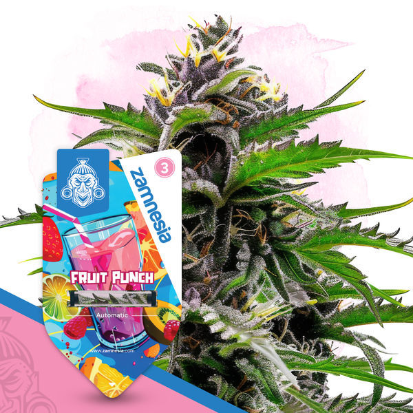 Club Tropicana Pack - autoflowering Sorten