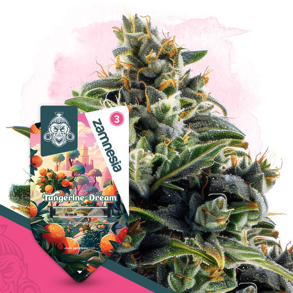 Club Tropicana Pack - autoflowering Sorten
