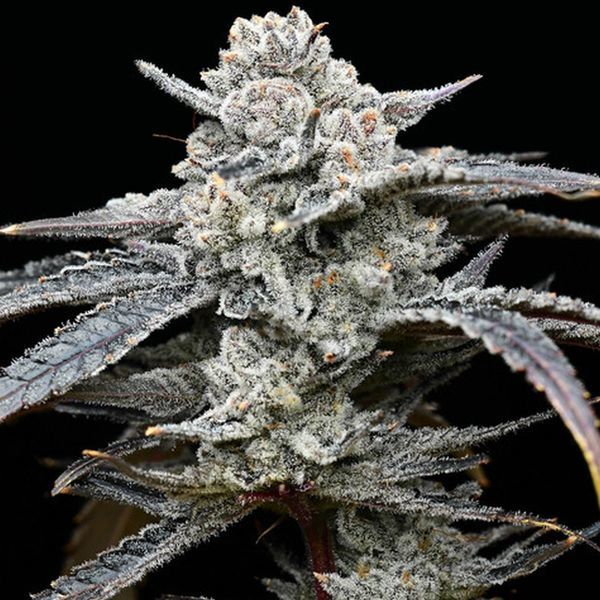 Lemon Cherry Gelato (Barney’s Farm x Backpackboyz) feminisiert