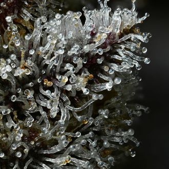 Lemon Cherry Gelato (Barney’s Farm x Backpackboyz) feminisiert