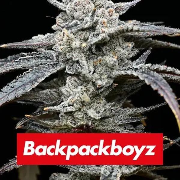 Lemon Cherry Gelato (Barney’s Farm x Backpackboyz) feminisiert