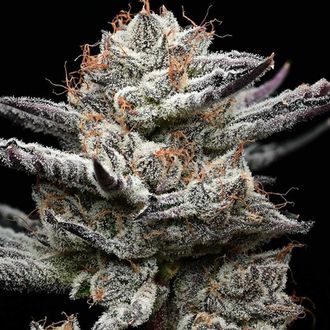 Black Cherry Gushers (Barney’s Farm x Backpackboyz) feminisiert