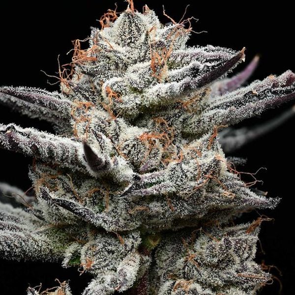 Black Cherry Gushers (Barney’s Farm x Backpackboyz) feminisiert