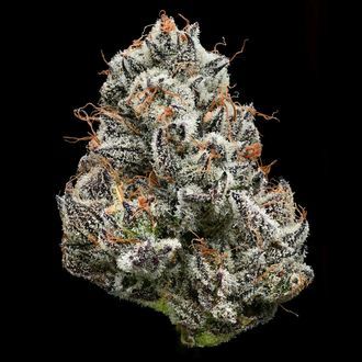 Black Cherry Gushers (Barney’s Farm x Backpackboyz) feminisiert