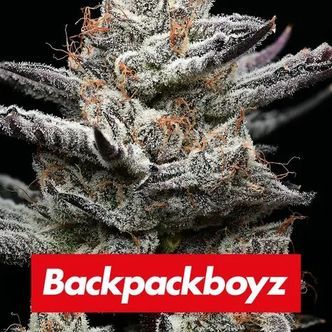 Black Cherry Gushers (Barney’s Farm x Backpackboyz) feminisiert