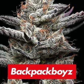 Black Cherry Gushers (Barney’s Farm x Backpackboyz) feminisiert