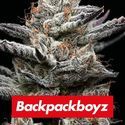 Black Cherry Gushers (Barney’s Farm x Backpackboyz) feminisiert