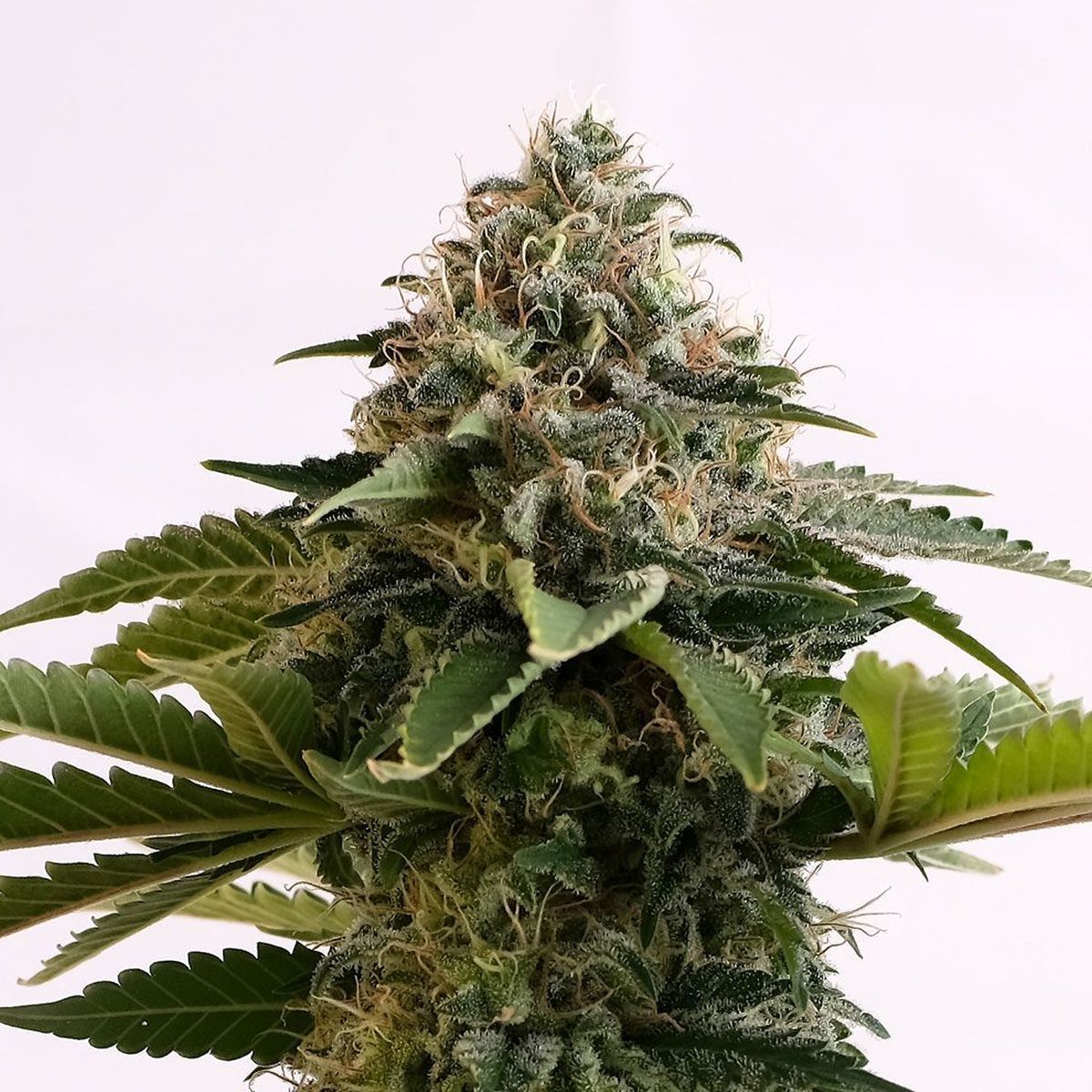 Amnesia Dream XL Feminisiert (Kannabia)