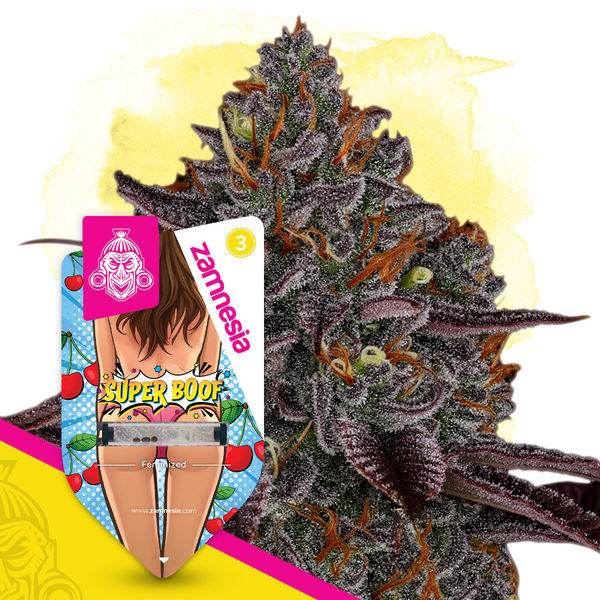 Super Boof (Zamnesia Seeds) feminisiert