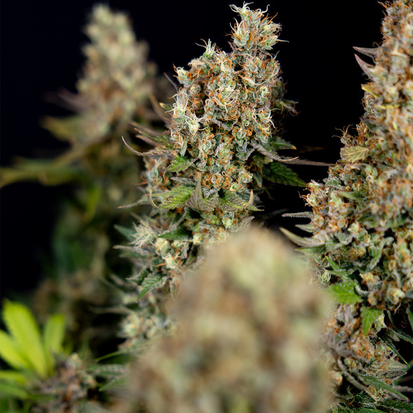 Super Boof (Zamnesia Seeds) feminisiert