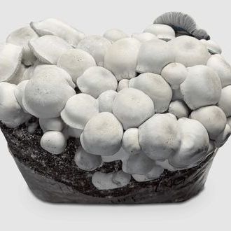 MycoBag Tidal Wave Ape