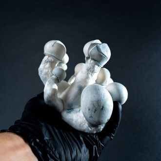 MycoBag Tidal Wave Ape