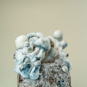 MycoBag Tidal Wave Ape