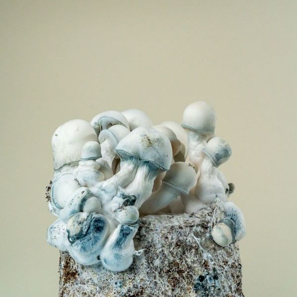 MycoBag Tidal Wave Ape