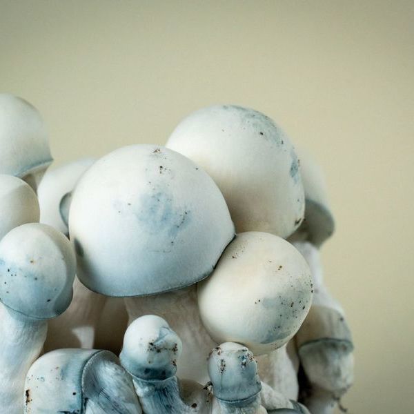 MycoBag Tidal Wave Ape