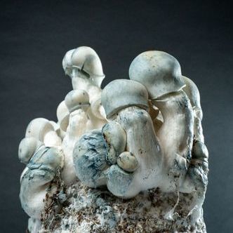 MycoBag Tidal Wave Ape