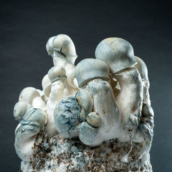 MycoBag Tidal Wave Ape