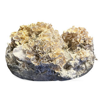 Zamnesia Ready-2-Grow Bag 'Enigma'