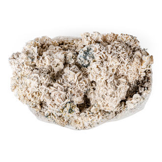 Zamnesia Ready-2-Grow Bag 'Enigma'