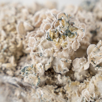 Zamnesia Ready-2-Grow Bag 'Enigma'