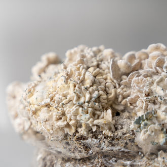 Zamnesia Ready-2-Grow Bag 'Enigma'