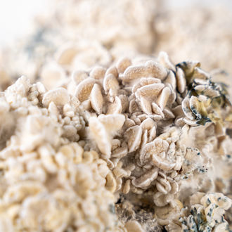 Zamnesia Ready-2-Grow Bag 'Enigma'