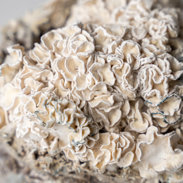 Zamnesia Ready-2-Grow Bag 'Enigma'