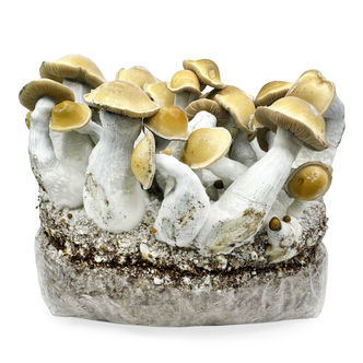 Zamnesia Ready-2-Grow Bag 'Makilla Gorilla'