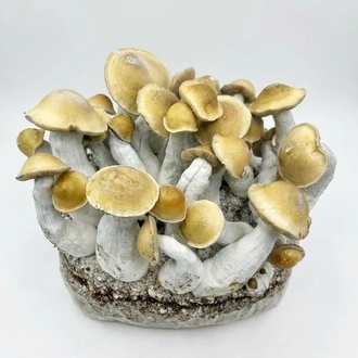 Zamnesia Ready-2-Grow Bag 'Makilla Gorilla'